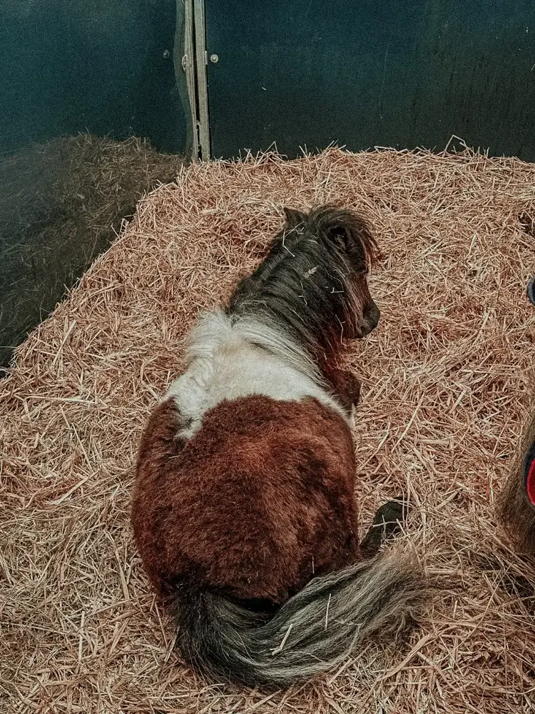 Gevlekte pony rust in het stro